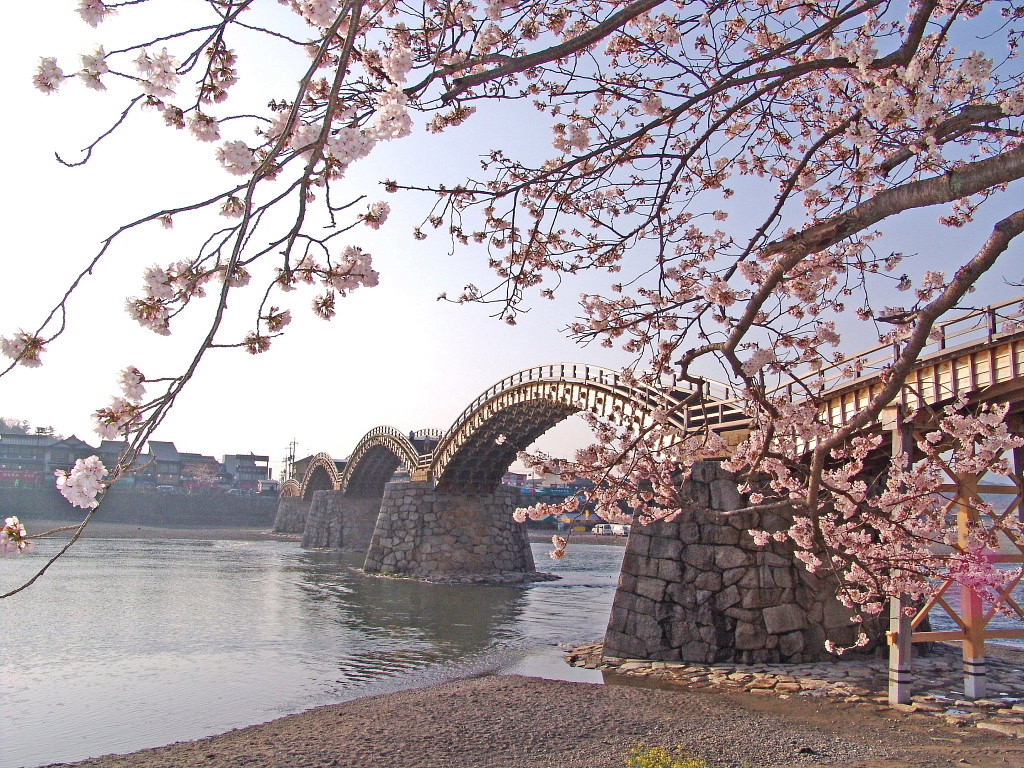 kintaikyo with sakura