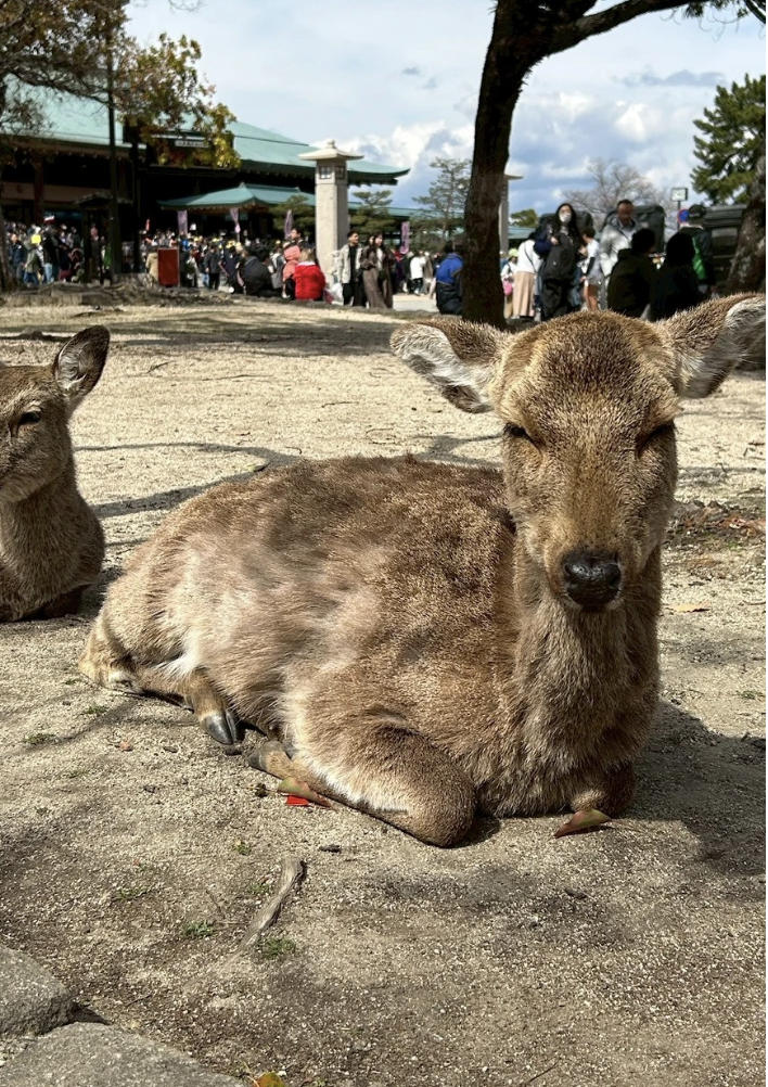 deer island