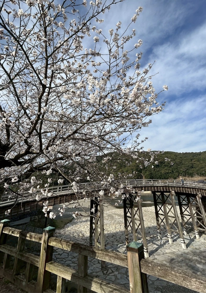 kintaikyo bridge with sakura